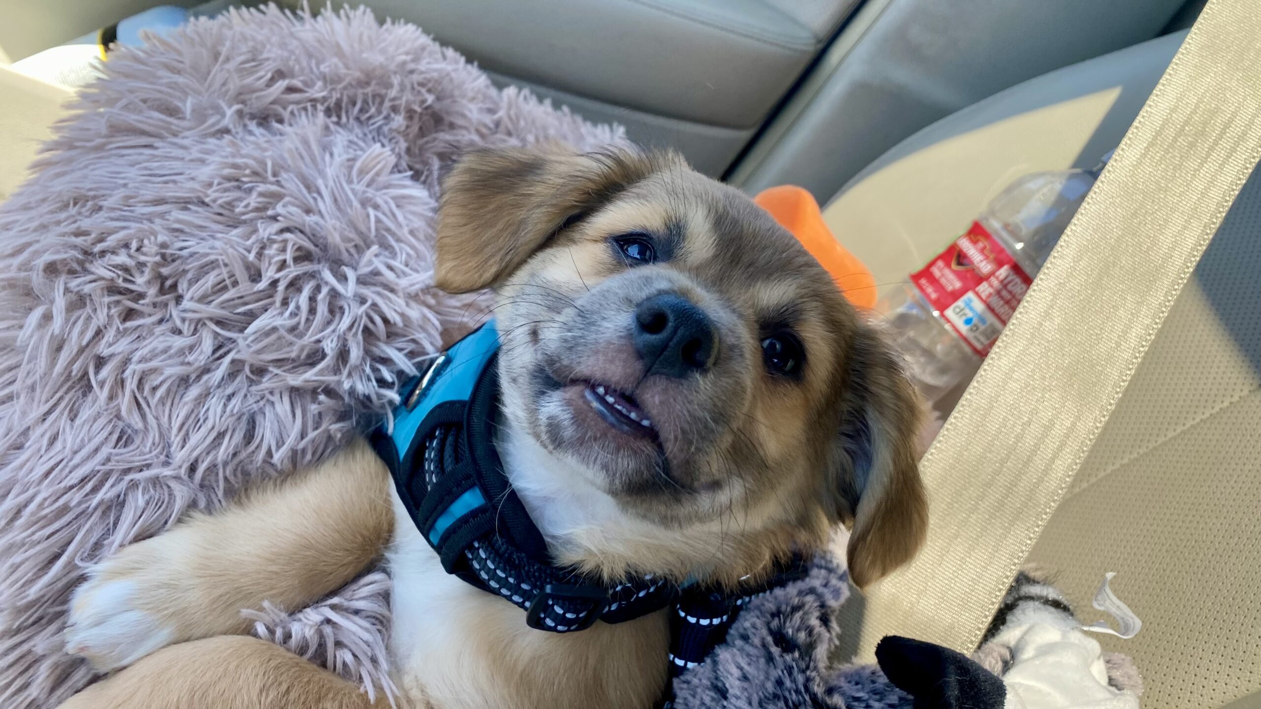 Buddy