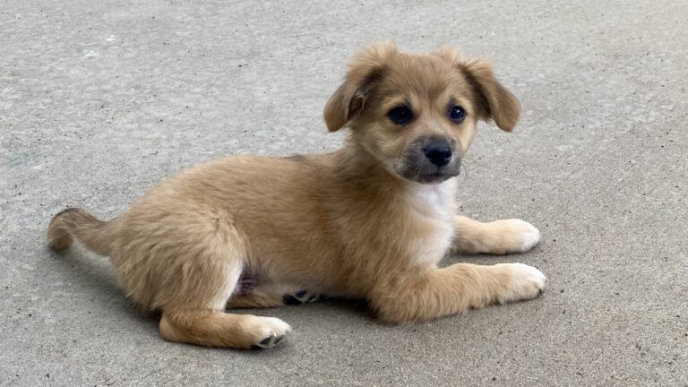 Buddy